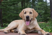 Un Labrador couché et haletant