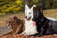 Trois chiens couchés côte à cote sur le sol d'un parc