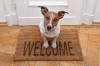 Un Jack Russell qui attend son maître sur un paillasson où il est écrit « Welcome »