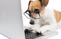 Un Jack Russel sur un ordinateur portable