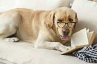 Un Labrador avec des lunettes lisant un livre dans le sofa