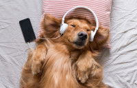 Un chien couché sur dos écoutant de la musique dans un casque audio