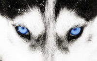 Les yeux bleus perçants d'un Husky Sibérien