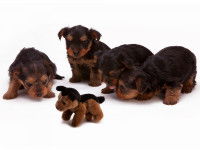 Les tests du jouet animé de Quéinnec