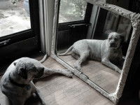 Photo : 6SN7 (CC BY 2.0)