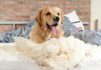 Un chien a démoli un oreiller sur un lit