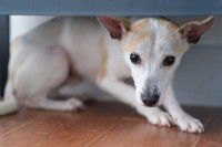 Un petit chien apeuré est caché sous une table