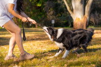 Un Border Collie tire sur la laisse lors d'une promenade