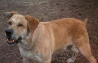 Fidèle Vagabond (©Disney)