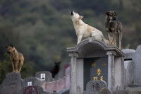 Des chiens apparemment errants dans un cimetière