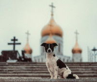 Un chien sur un escalier, avec une église en arrière-plan