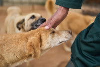 Une main d'homme caressant un chien