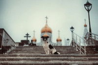 Un chien assis sur des marches, ave une église orthodoxe en arrière-plan