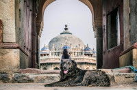 Un chien allongé devant la mosquée d'Isa Khan, en Inde