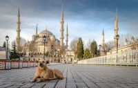 Un chien allongé devant la mosquée Hagia Sophia, à Istanbul (Turquie)