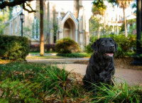 Un chien noir assis dans l'herbe devant un temple juif