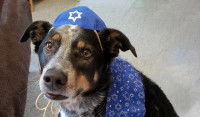 Un chien portant une kippa et une écharpe avec l'étoile de David