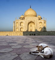 Un chien allongé devant le Taj Mahal