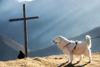 Un chien tenu en laisse devant une croix chrétienne