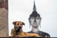 Un chien allongé sur un mur avec une statue bouddhiste en arrière-plan