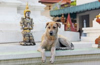 Un chien allongé dans un temple bouddhiste