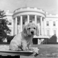 Le chien de Harry Truman, Feller, devant la Maison Blanche