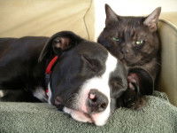 Citations comparant les chiens et les chats