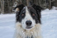 Citations inclassables autour des chiens