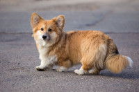 Un chien Corgi marchant dans une rue