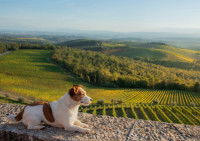 Un Jack Russell Terrier couché sur un mur, avec un paysage de Toscane en arrière-plan