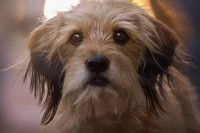 Le chien du film « Benji » 