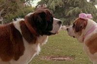 Les Saint-Bernard du film « Beethoven »