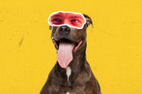 Un montage d'art contemporain représentant un chien avec les yeux d'un être humain.