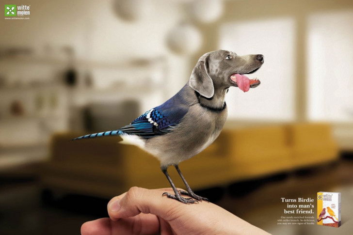 Une affiche de publicité pour des graines pour oiseaux Witte Molen avec un oiseau ayant la tête d'un chien Braque de Weimar