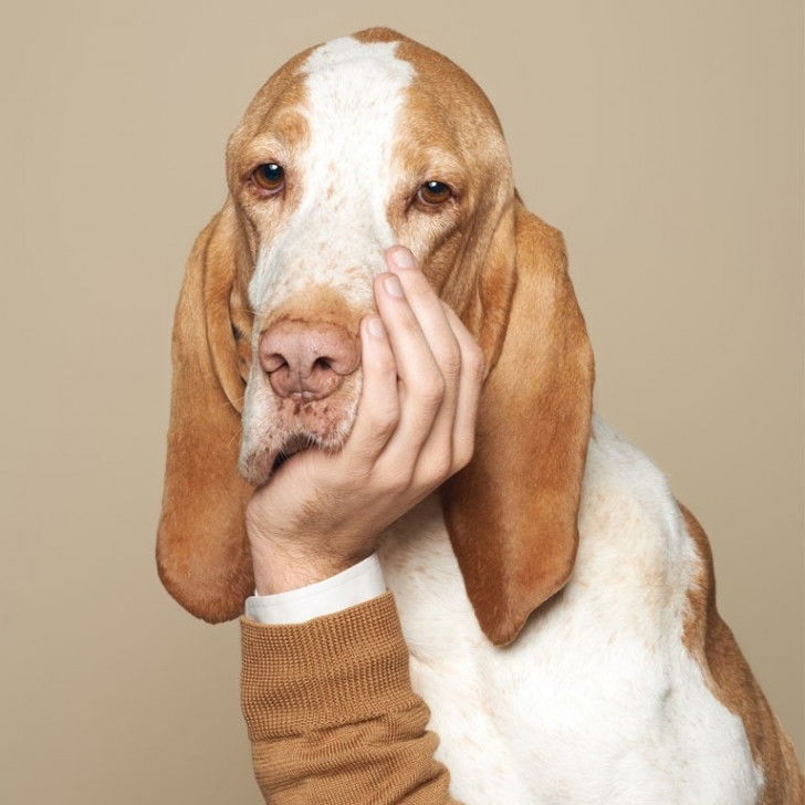 Une affiche de publicité pour Biocanina avec un chien Chien Courant Schwytzois dont la tête est soutenue par la main de son propriétaire