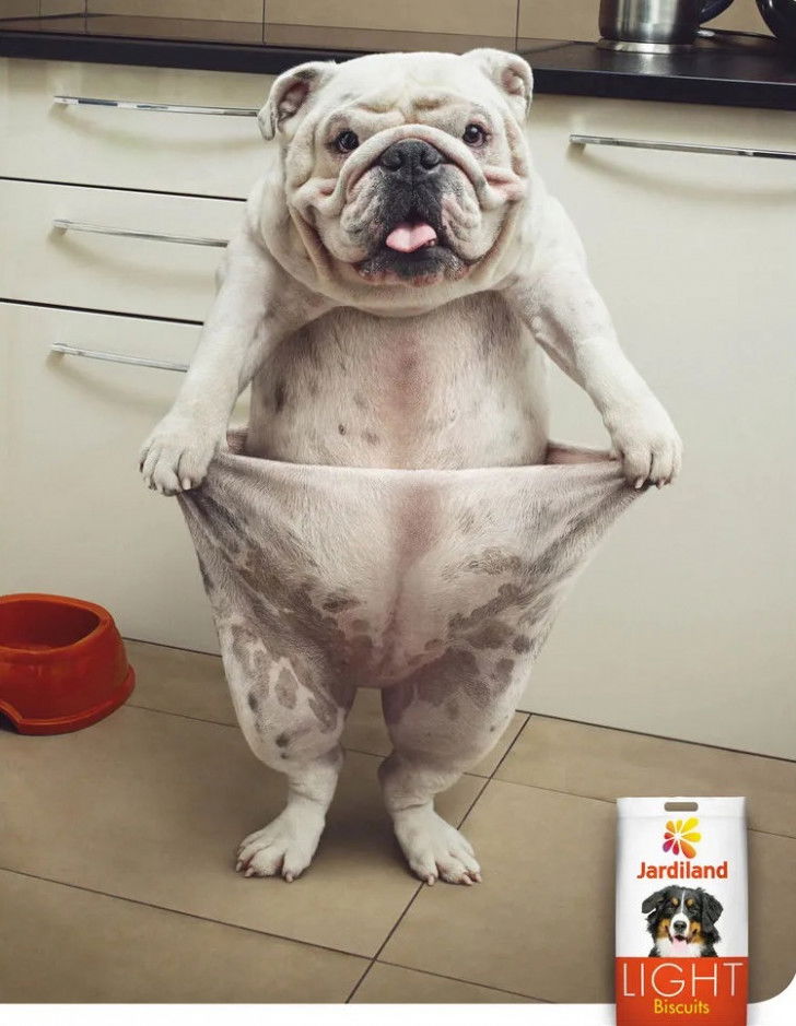 Une affiche de publicité pour des biscuits allégés pour chiens Jardiland avec un chien Bouledogue Anglais ayant perdu du poids.