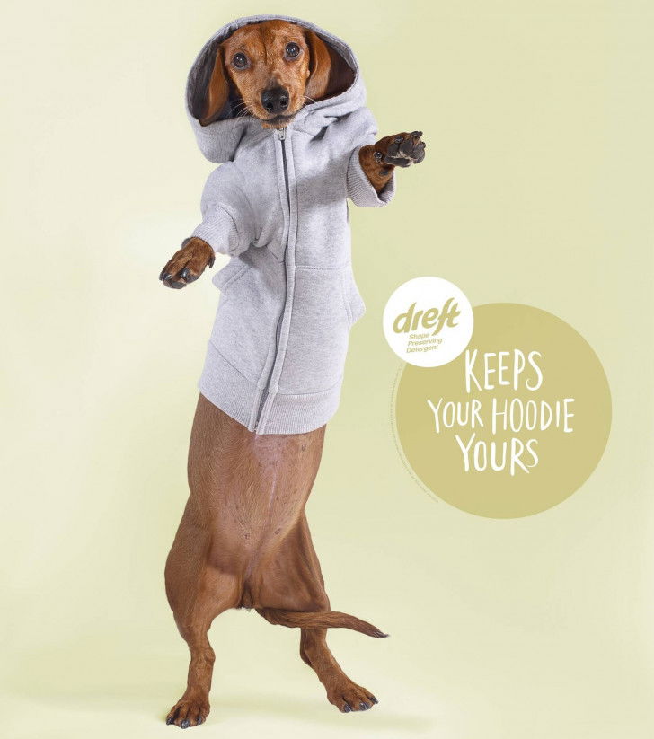 Une affiche de publicité pour la lessive Dreft, avec un chien Teckel à Poil Ras portant un sweat à capuche