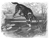 Une illustration en noir et blanc de la fable d'Ésope « Le chien et son reflet »