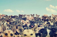 Des dizaines de têtes de chiens ainsi que quelques chats