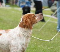 Chien de race française - L'Épagneul breton