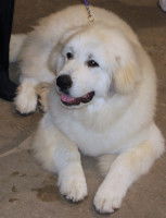 Chien de race française - Chien de montagne des Pyrénées