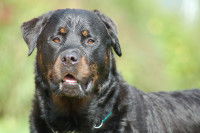Chien de race allemande - Le Rottweiler