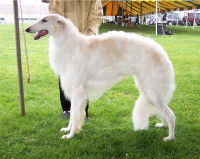 Chien de race russe - Le Barzoï