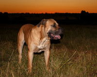 Chien de race africaine - Le Boerboel