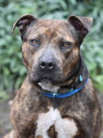 Chien de race am&eacute;ricaine - Le Pit Bull Terrier