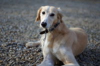 Chien du Moyen-Orient - Le Lévrier Persan