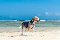 Un chien tenu en laisse sur une plage