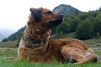 Un chien de berger allongé dans un champ
