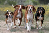Des chiens de chasse marchant côte à côte