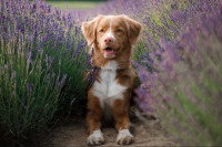 Un chien allongé dans la lavande